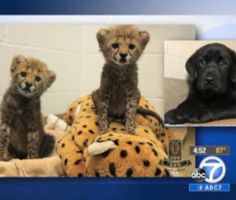 A pair of 8-week-old cheetah cubs and a Lab puppy will live together at the Dallas Zoo.