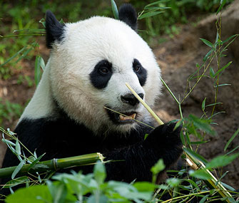 The National Zoo is hoping panda Mei Xiang has a cub this year.