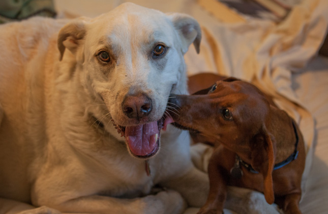 Hogan and Kevin Rescue Dogs