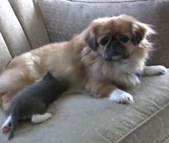 Mittens the Pekingese nurses a stray kitten.