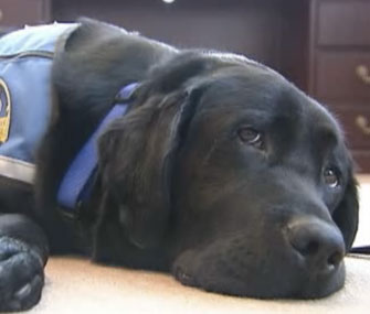 Bronksey the therapy dog works at the Staten Island, N.Y., district attorney's office.