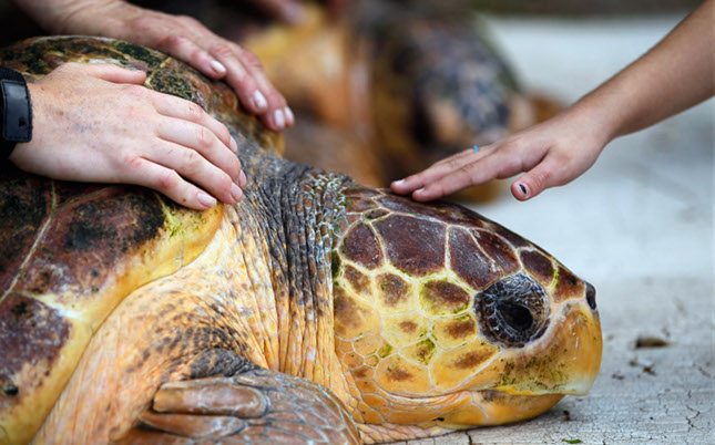 Sea Turtle and Hand