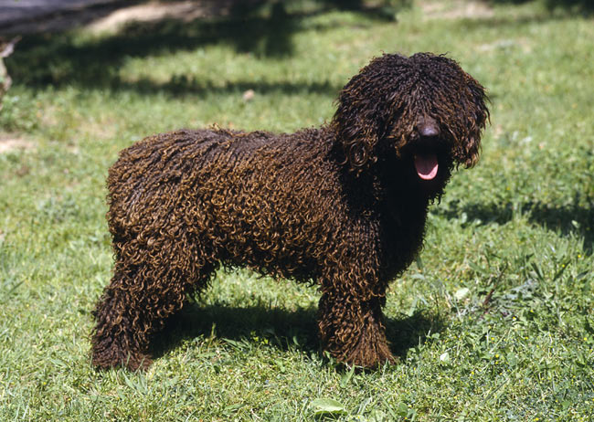 miniature spanish water dog