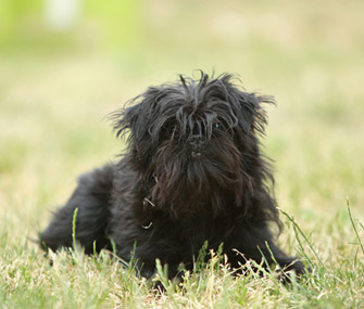 Affenpinscher dog breed