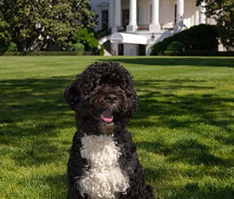 Bo Obama sits in front of the White House.