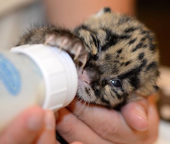 A male clouded leopard cub is being hand-reared at Tampa's Lowry Park Zoo.