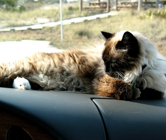 cat on dashboard