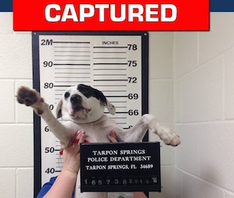 A wandering puppy named Willow was brought to the police department and "booked" this week.