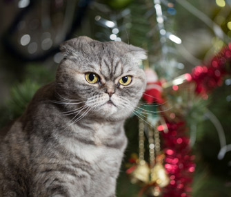 Cat sitting by Christmas tree