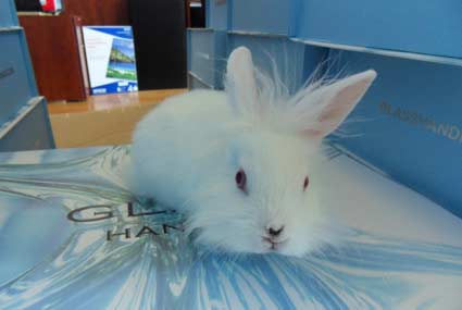 Einstein the bunny