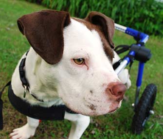 dog in wheelchair