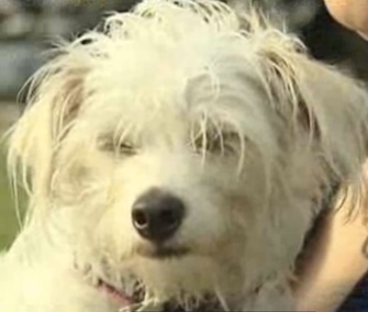 Lolly is credited with waking her owner before flames engulfed her Texas home.