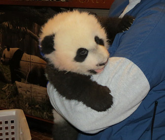 Bei Bei will debut in January