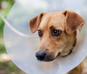 Dog Wearing Cone