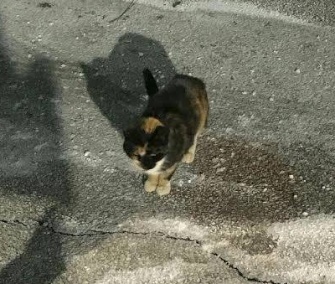 SWAT Cat wandered back to the Boston Police Department's SWAT team base on Thursday.