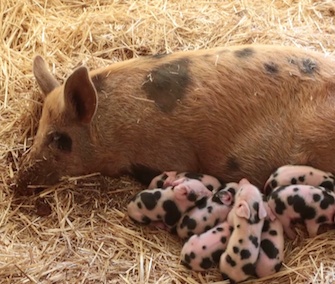 Eight piglets named for Santa's reindeer were born to a rescued pig at an Australian farm sanctuary.
