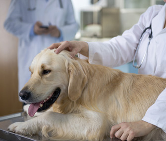 Golden Retriever and vet
