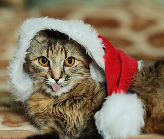Cat in santa hat