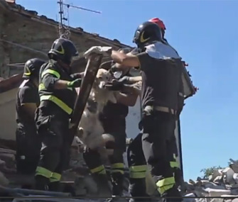 Dog found after earthquake in Italy