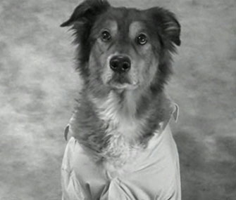 A dog appears in a spoof the Brad Pitt's Chanel No. 5 ad.