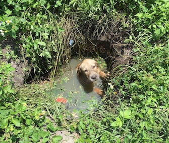 A puppy has a new home with a sheriff's deputy who rescued him from a septic drain.