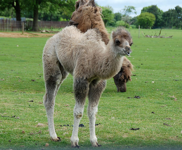 Camel babies at ZSL Whipsnade zoo