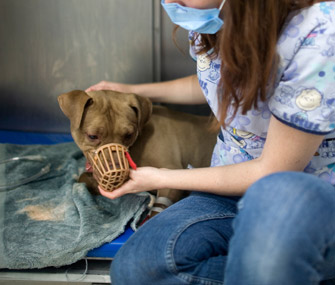 Dog Muzzled at Vet