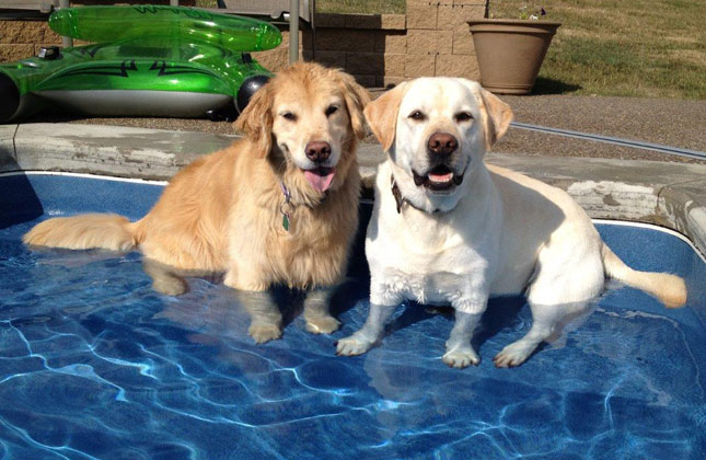 Golden and Lab