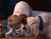 Puppy Conan returns