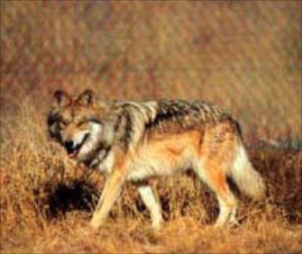 The population of Mexican wolves has been slowly increasing in the Southwestern U.S.