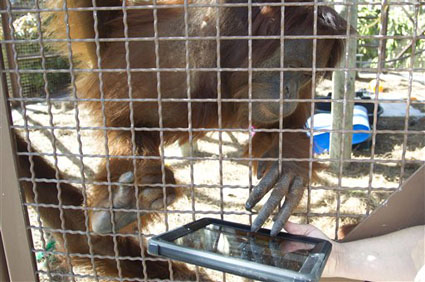Orangutan With iPad