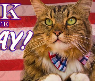 Hank the Cat lost the Virginia Senate race, but was a winner for animal rescue groups.
