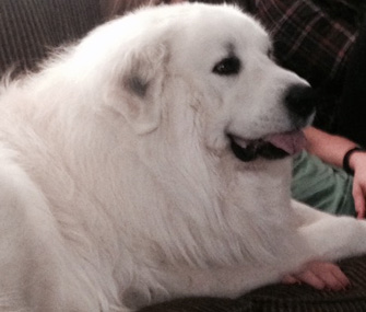 Leo the Great Pyrenees