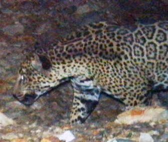 This male jaguar had been spotted several times in recent months in the mountains of Southern Arizona.