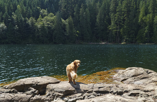 Golden on Adventure