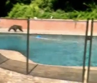 Bear cubs go for a dip in a backyard pool in Pasadena, Calif.