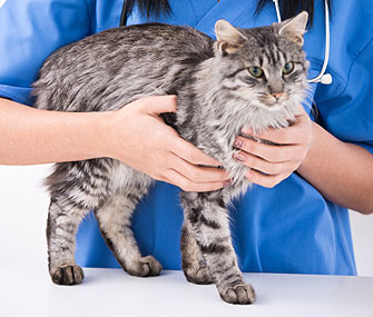 Cat at Vet