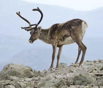 Reindeer