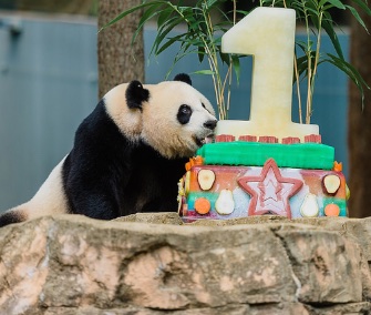 Mom Mei Xiang digs in to her son Bei Bei's first birthday cake at the National Zoo.