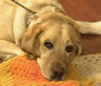 Yolanda the guide dog is hailed as a hero for saving her blind owner.