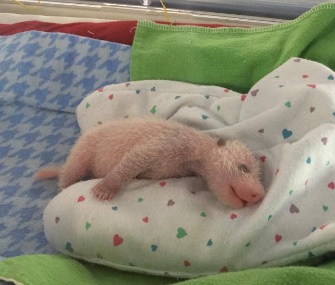 One of Lun Lun's twins, cub B, relaxes in the nursery at Zoo Atlanta.