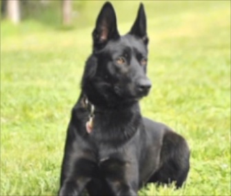 K9 Officer Lucas came to the rescue of his partner during an ambush.