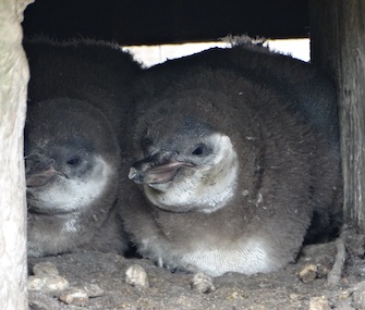 Basil and MJ are being raised by their dad after their mom passed away.