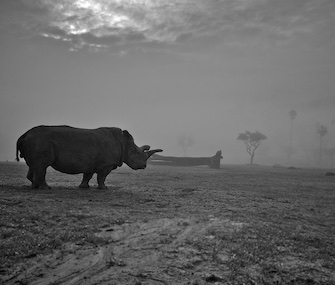 Nola, one of only four northern white rhinos left in the world, died Sunday at age 41.
