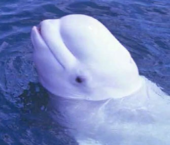 NOC, a beluga who died five years ago, was recorded "talking" in the 1980s.
