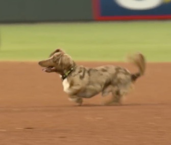 A Dachshund took off running wild on the field at the minor league El Paso Chihuahuas game.