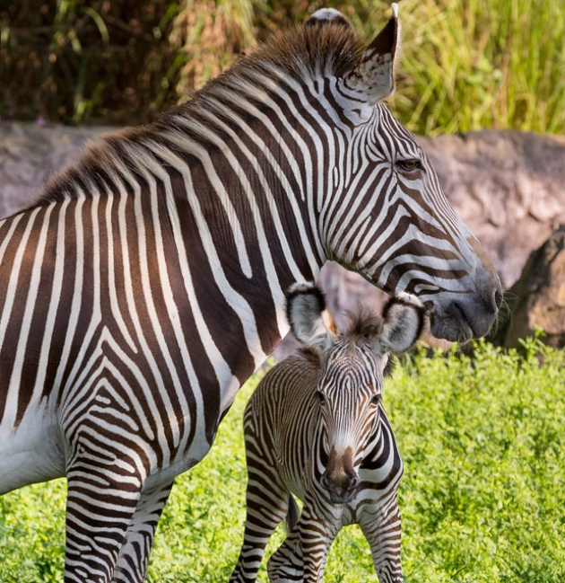 Grevy's Zebra born in Tampa
