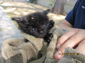 Tera was covered in food that was used to lure her when she was pulled from a manhole.