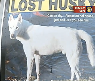 A servicewoman is searching for her dog, who disappeared while she was deployed with the Air Force.