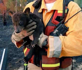 A Lake County firefighter holds Smokey Junior after the cub was found in a wildfire.